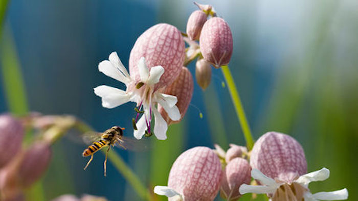 Hoverfly pollinating bladder campion