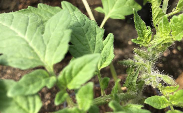 Maskotka tomato plant starting to flower