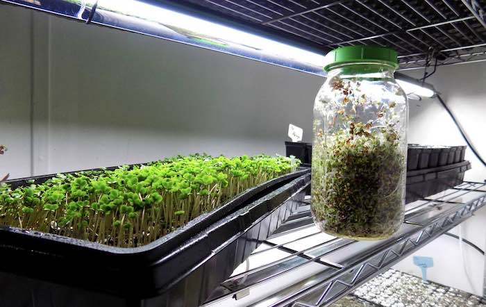 Microgreens under sunblaster growlight