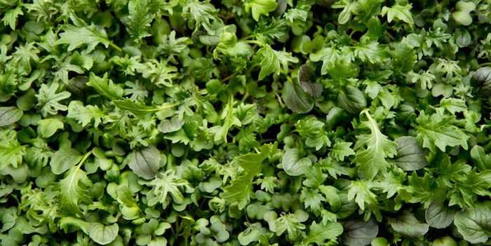 Microgreen salad leaves