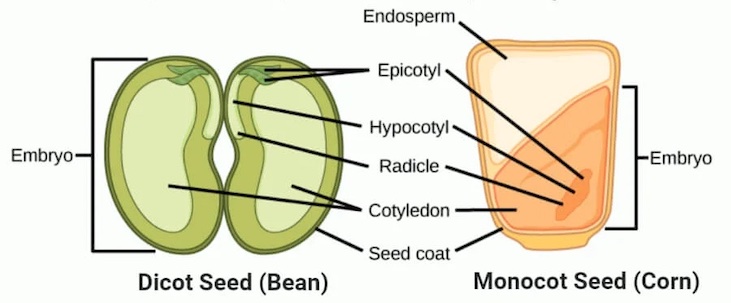 monocots and dicots illustrated