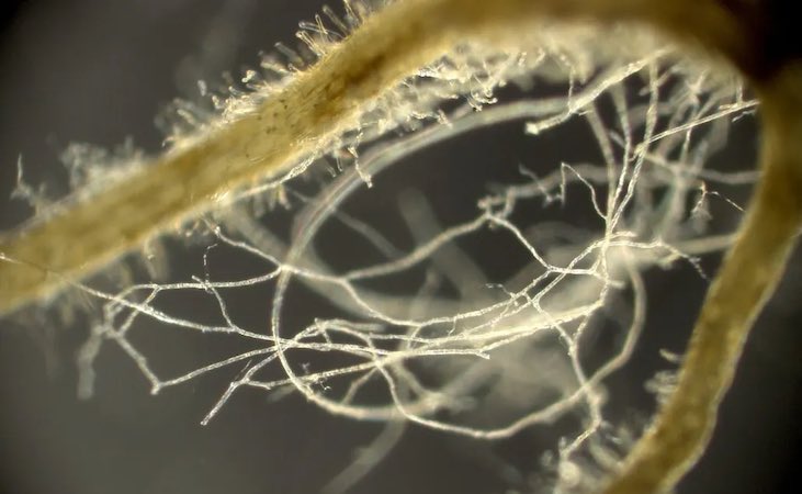 mycorrhizal fungi up close