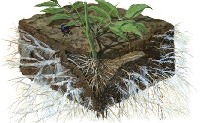 Mycorrhizal fungi on plant roots