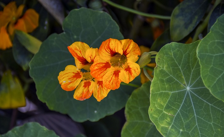 nasturtium