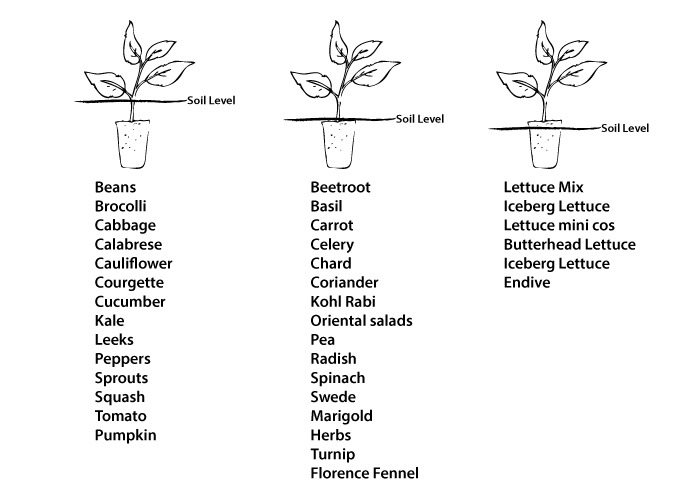 New seedling plant - a visual guide