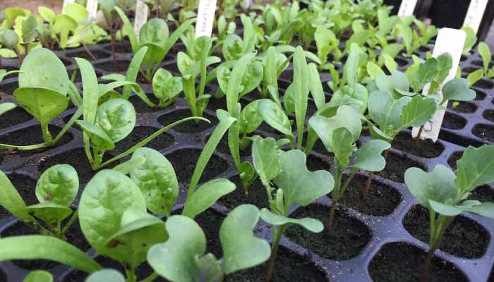 Spinach seedlings
