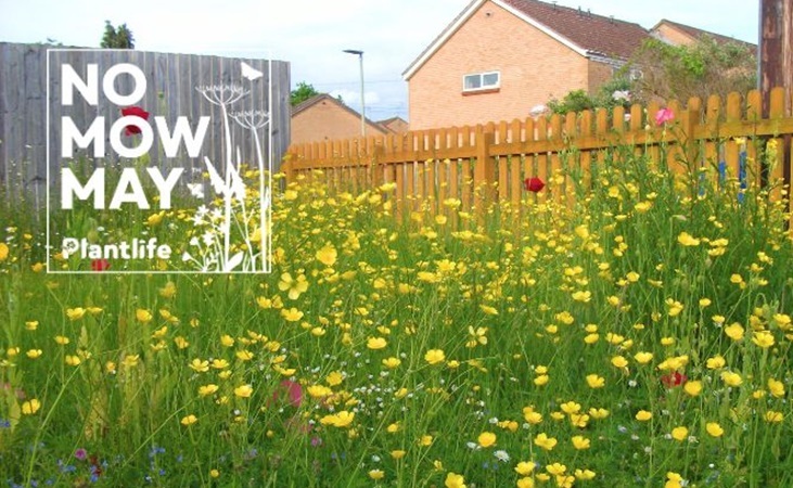 No Mow May graphic from PlantLife.