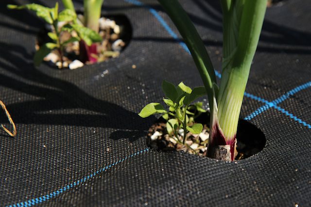 Red onions growing through a Grow Grid mat