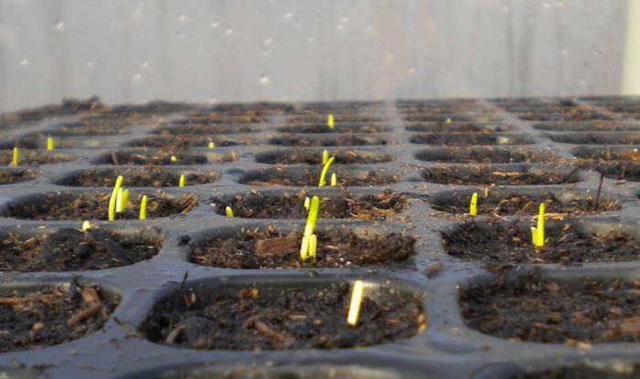 Onion seedlings in modular trays