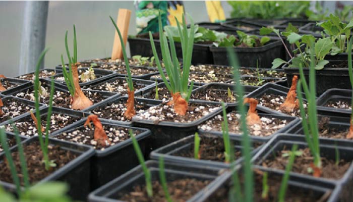 Onions sets in polytunnel