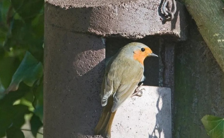 woodcrete nest box with robin