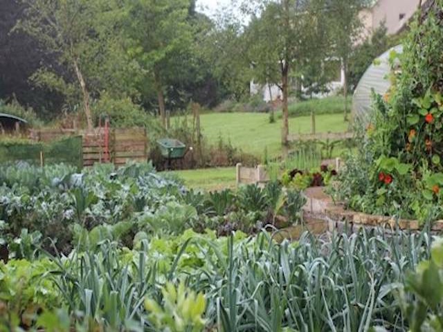 an organic vegetable garden