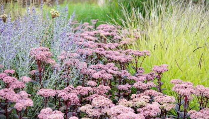 Sedum perennial wildlife friendly plants