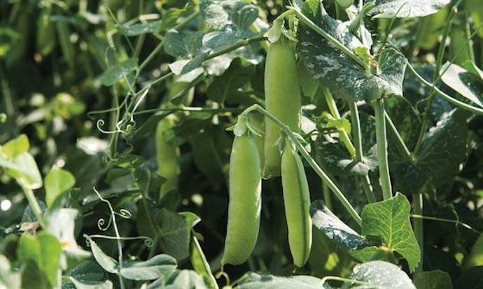 Pea greenshaft