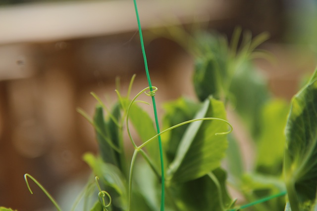 Pea tendrils curling around a plant support
