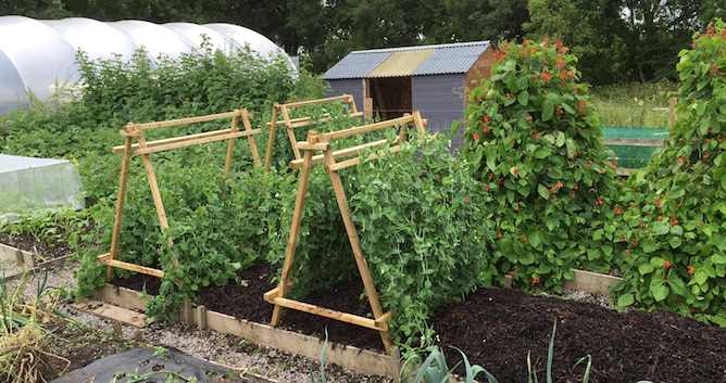 Image of Beans and peas in raised bed