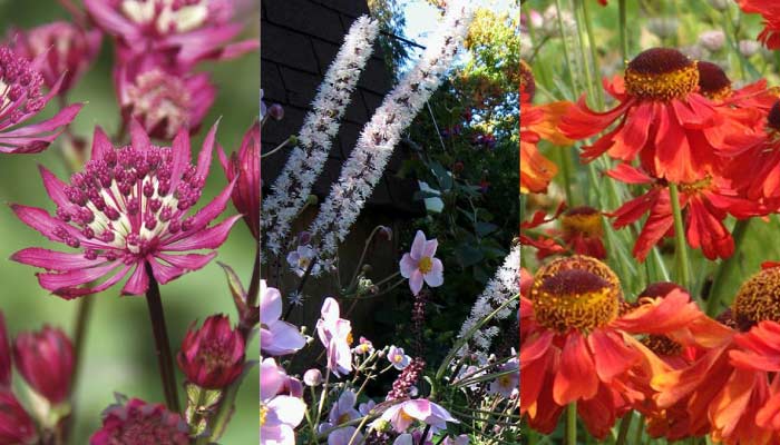 Perennial flower shapes