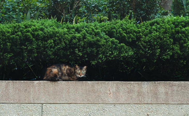 a cat lurking beside a hedge