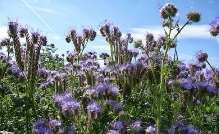 Phacelia green manure