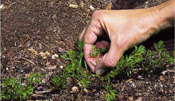 Growing carrots at home