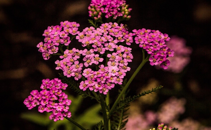 'Pink Yarrow' Achillea