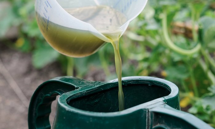Feed tomato plants with seaweed feed