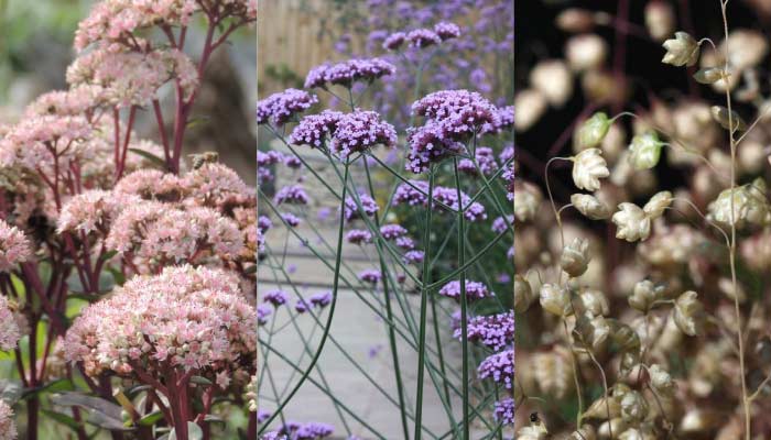 Wildlife friendly plant and flower shapes