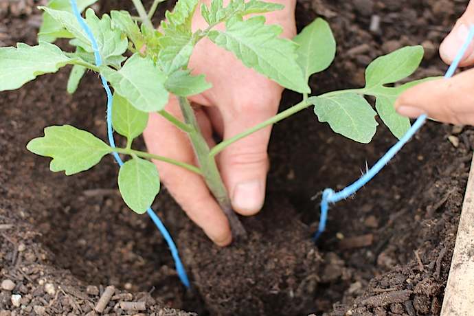 Supporting homegrown tomatoes