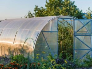 Polytunnel in garden