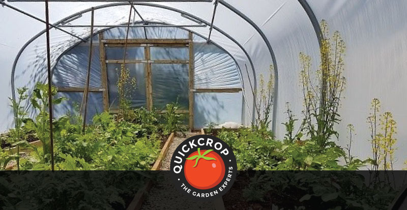 Interior of a polytunnel - header image