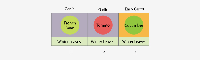 Polytunnle succession planting plan