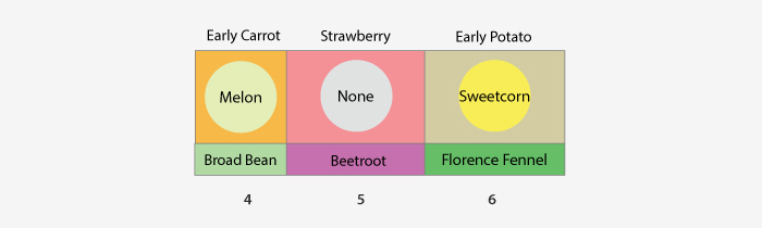 easy polytunnel planting plan