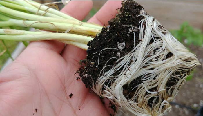 Pot bound roots in plant pot