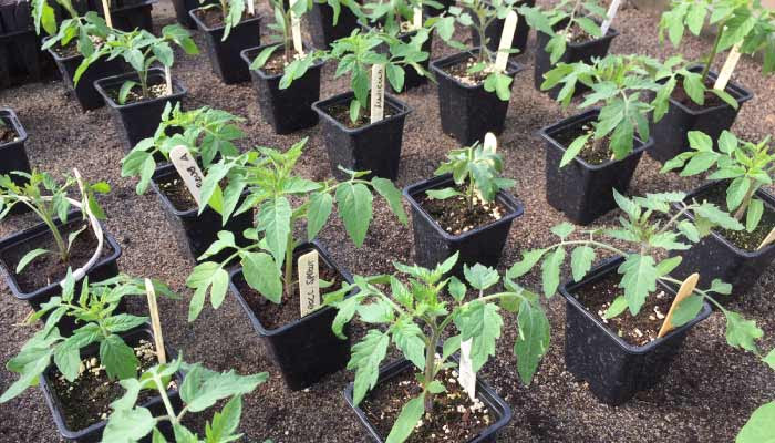 Potted on seedlings on a heat bench