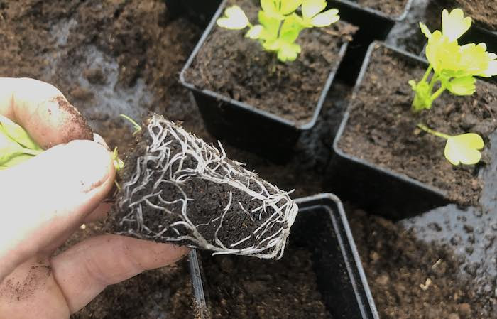 Potting on seedlings April 2022