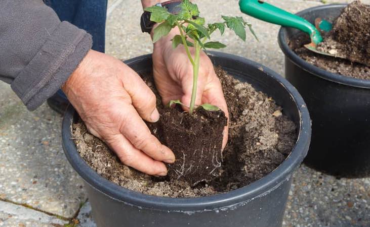 Transplanting or potting on a tomato plant