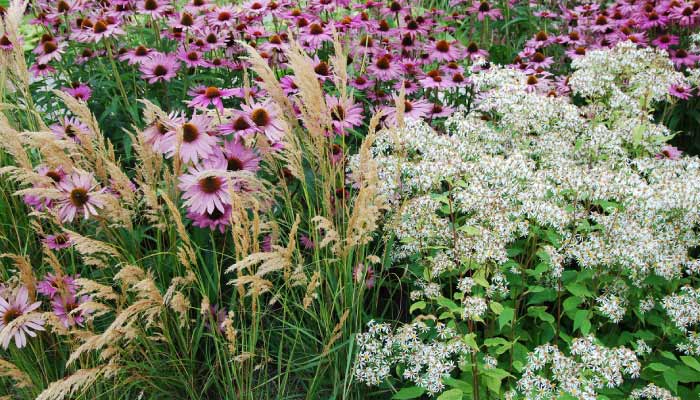 Wildlife friendy perennial prarie style planting