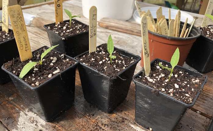 Propagating peppers in pots in the polytunnel