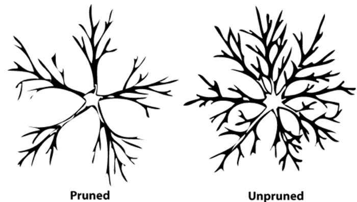 Pruned vs unpruned - visual guide