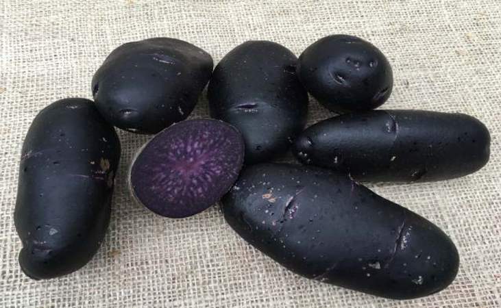 A purple or blue violet potato variety