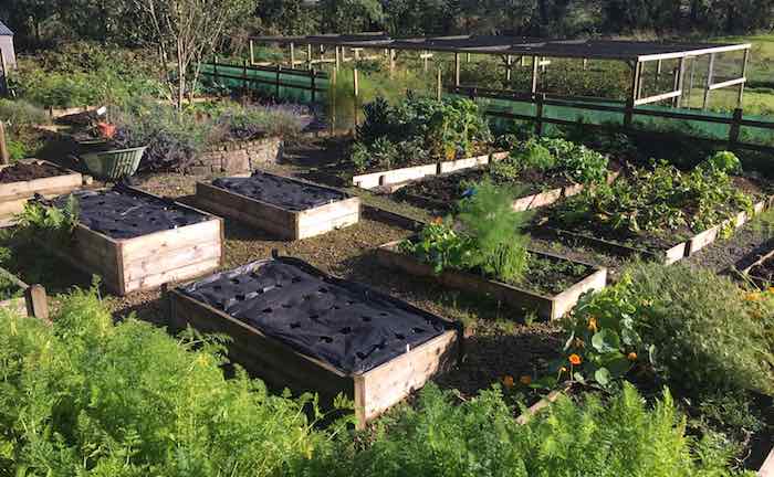 Raised beds vegetable garden