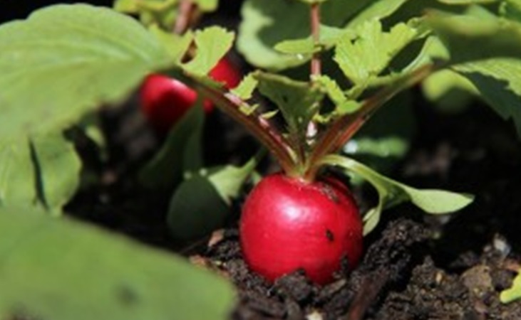 radish cherry belle