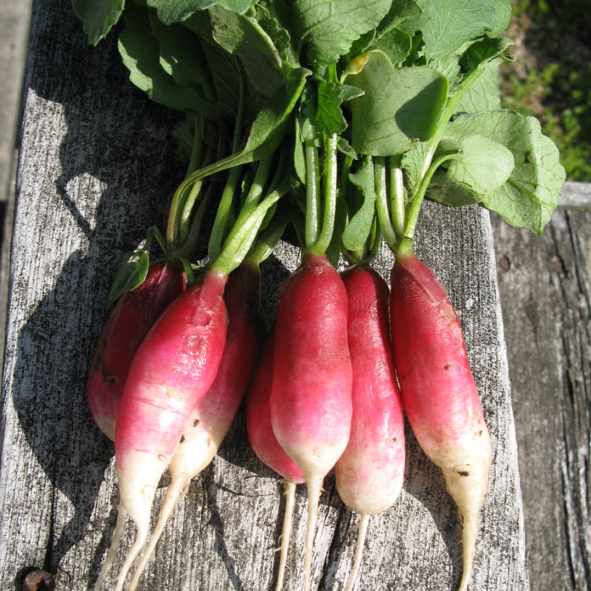 Fast growing radish french breakfast