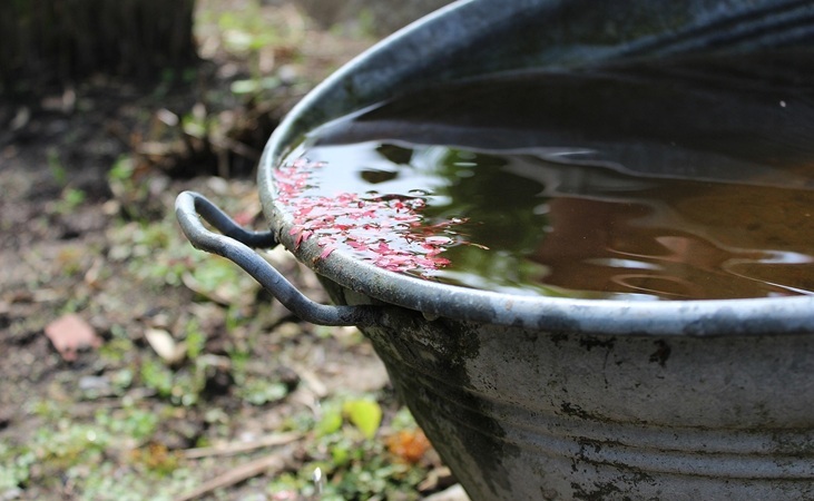 Rainwater in a container