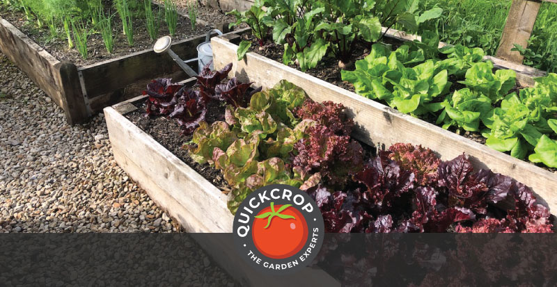 plants growing in raised beds - header image