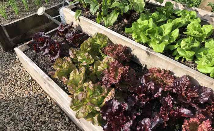 lettuce in raised beds in a school vegetable garden