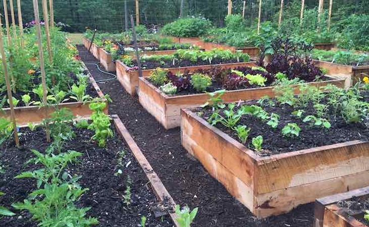 Raised beds with paths for access