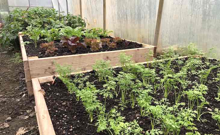 raised beds inside a polytunnel