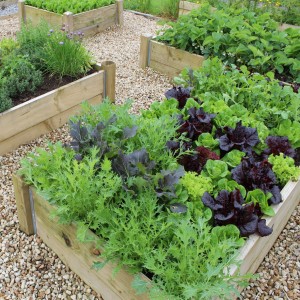 raised bed vegetable garden