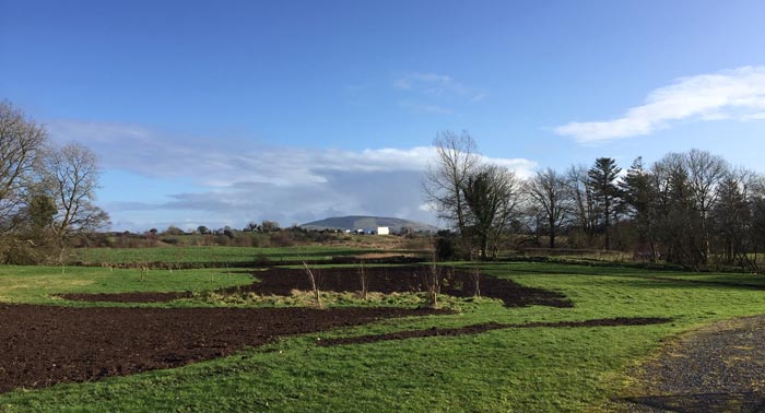 Large area perennial planting project